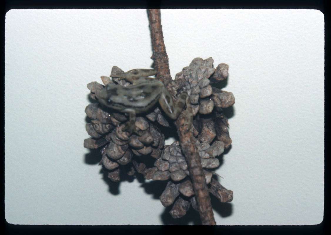 <br>(Location of Picture: None Given)<br>(Location of Picture: Museum)