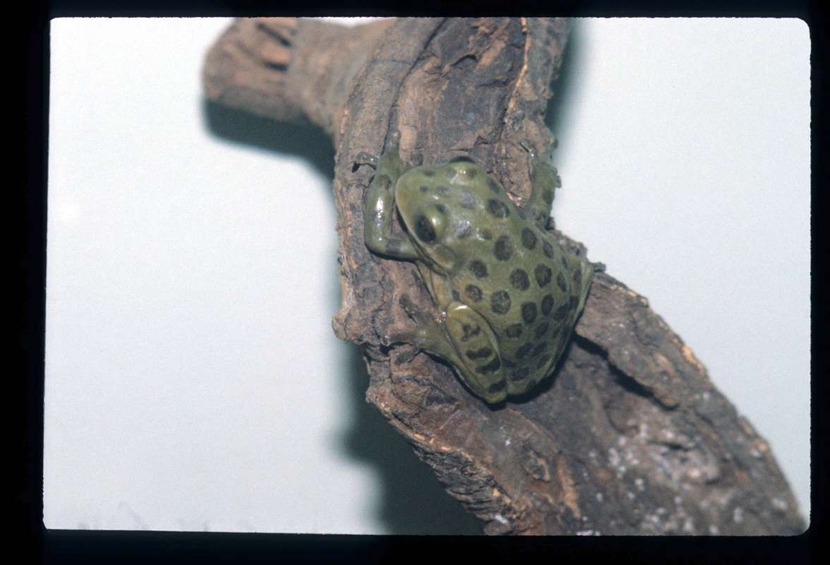 Pet Specimen<br>(Location of Picture: Reptile Show, Lake Co, Il, Aug '07)<br>(Location of Picture: Museum)