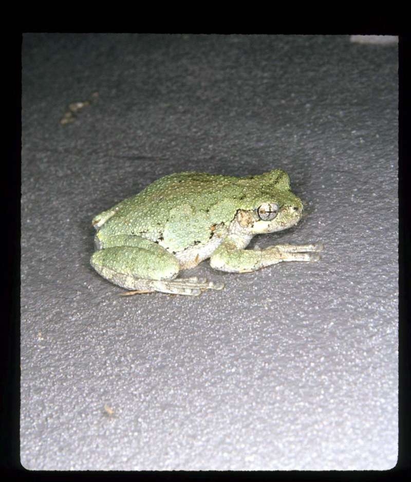 Green Phase<br>(Location of Picture: Near Knoxville, USA)