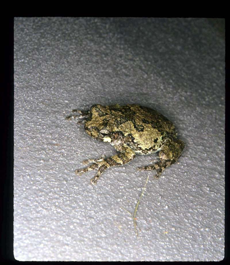 Brown Phase<br>(Location of Picture: Near Knoxville, USA)