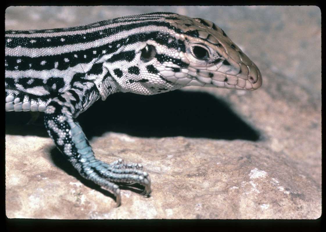 Head View<br>(Location of Picture: None Given)