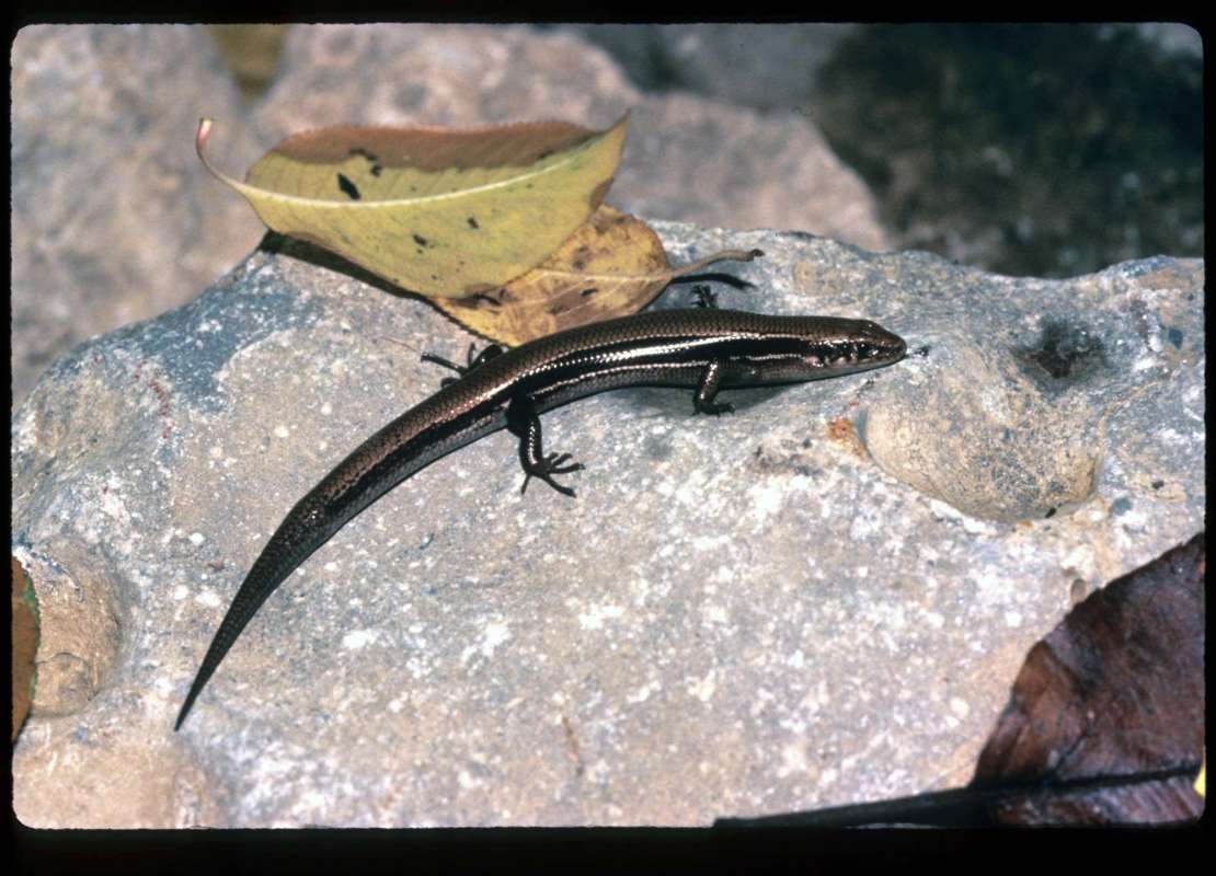 Habitat - Dorsal View<br>(Location of Picture: Missouri, USA)