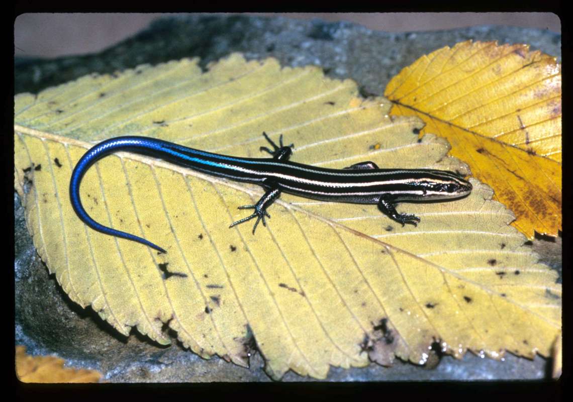 Habitat - Dorsal View<br>(Location of Picture: Missouri, USA)