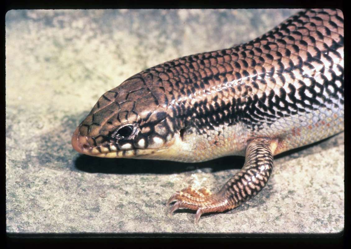 Female - Head View<br>(Location of Picture: Kansas)