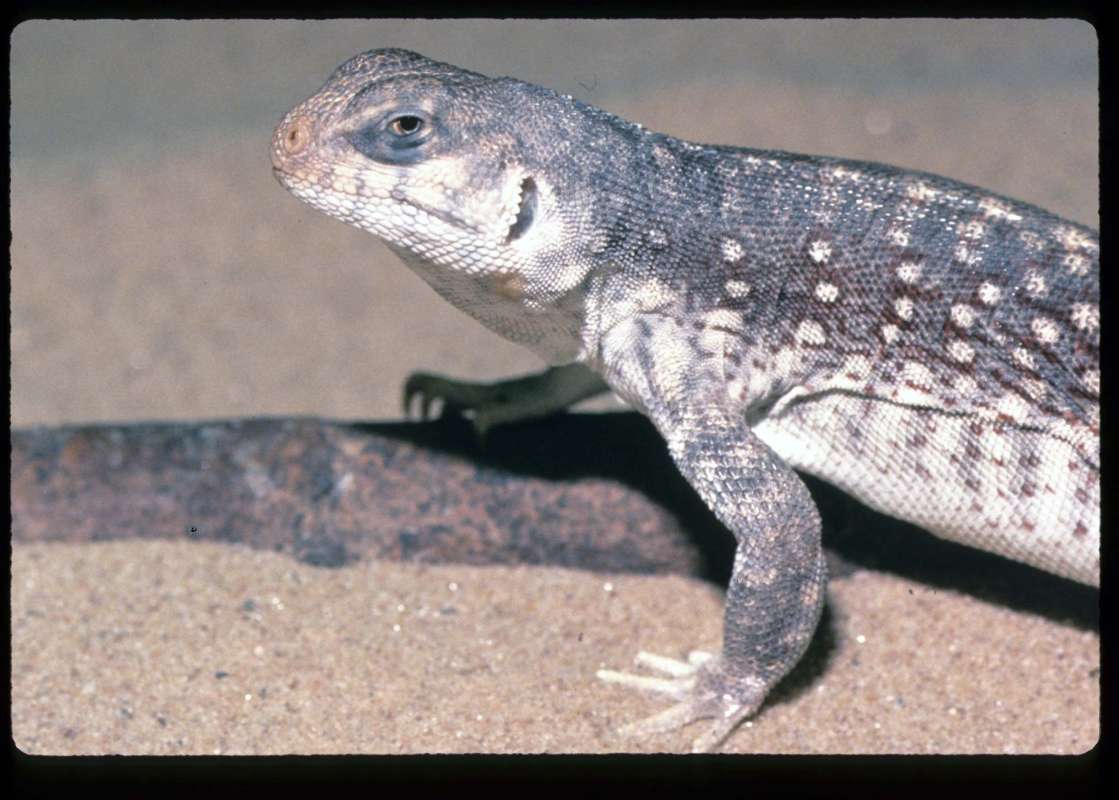 Side View Of Head<br>(Location of Picture: Near Yuma, Arizona)