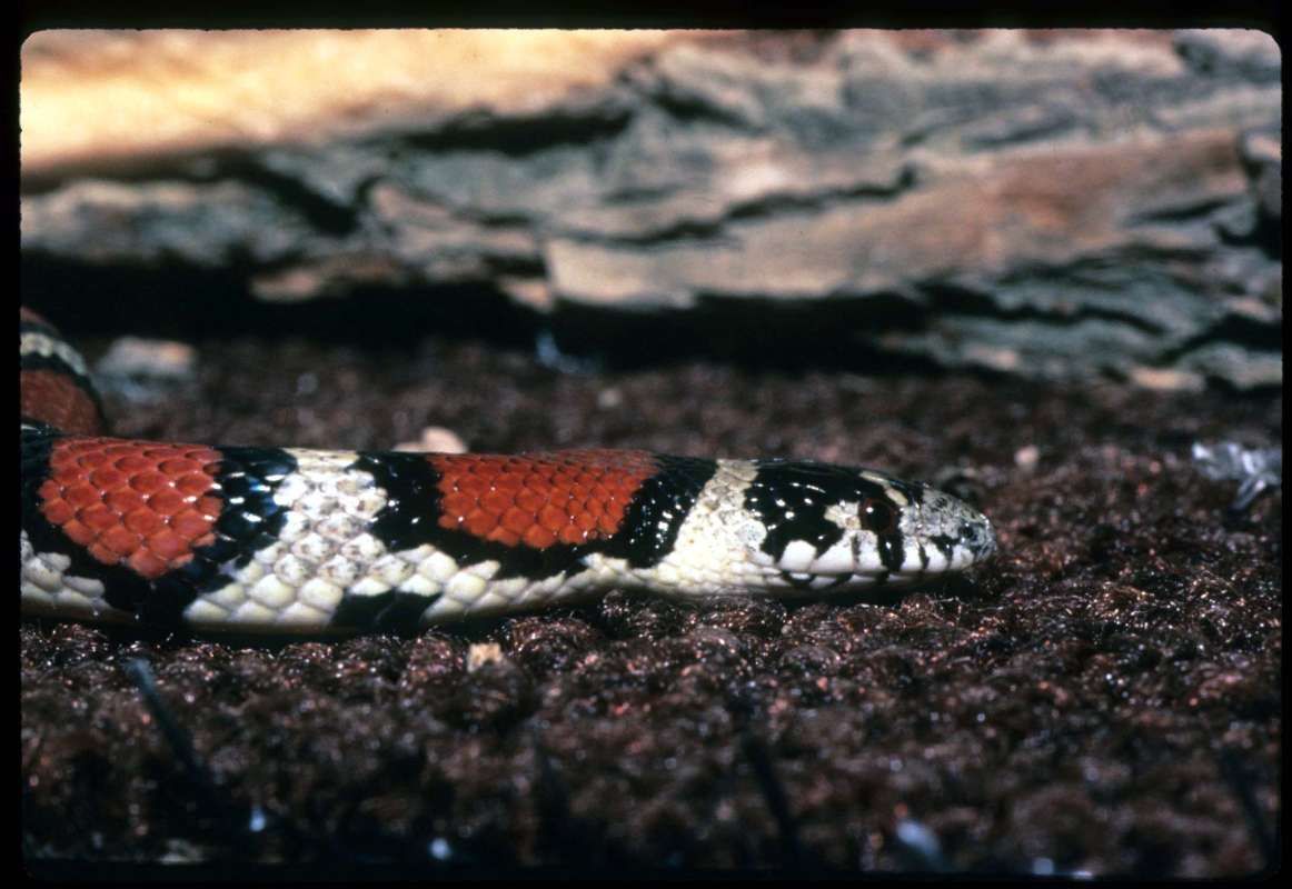 Head View<br>(Location of Picture: Kansas)