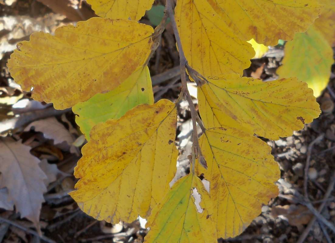 Leaves<br>(Location of Picture: Klehm Arboretum - Il. USA, Oct 2015)