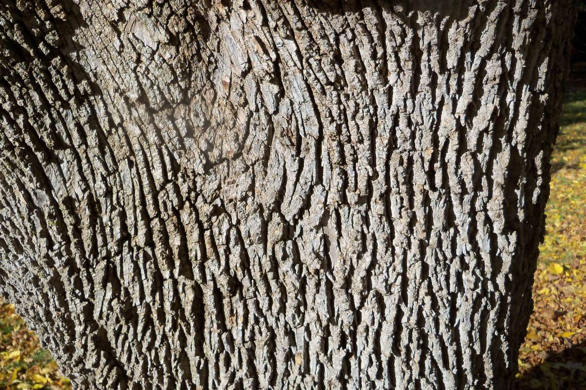 Variety lanceolata - Bark<br>(Location of Picture: Klehm Arboretum - Il. USA, Oct 2015)
