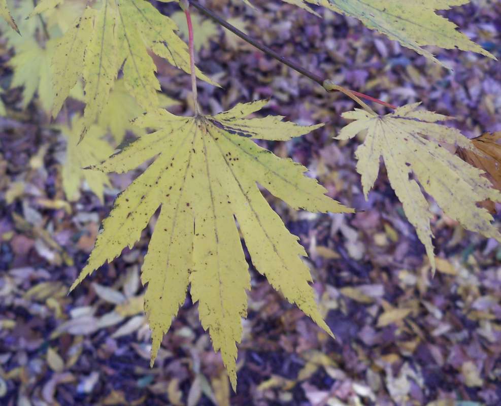 Leaf<br>(Location of Picture: Klehm Arboretum - Il. USA, Oct 2015)