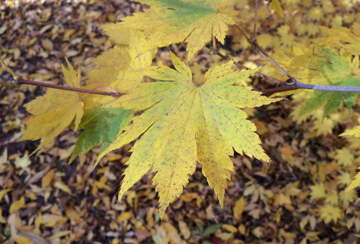 Twig<br>(Location of Picture: Klehm Arboretum - Il. USA, Oct 2015)