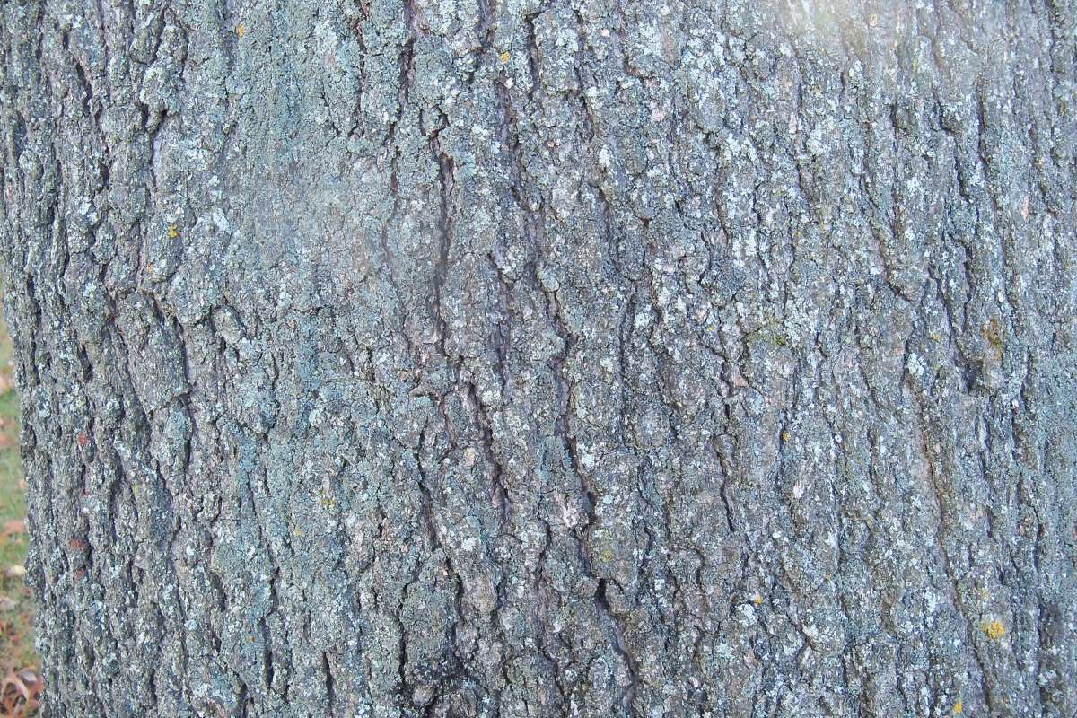 Bark<br>(Location of Picture: Klehm Arboretum - Il. USA, Oct 2015)