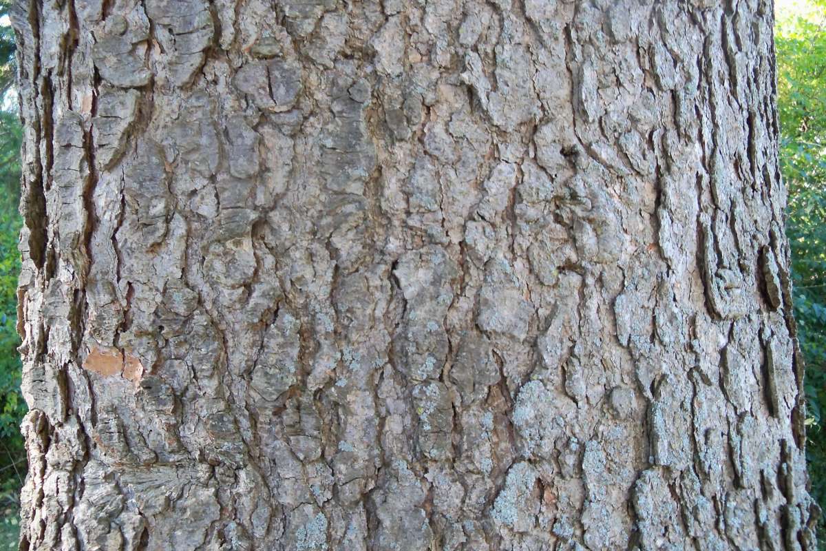 Bark<br>(Location of Picture: Klehm Arboretum - Il. USA, Oct 2015)
