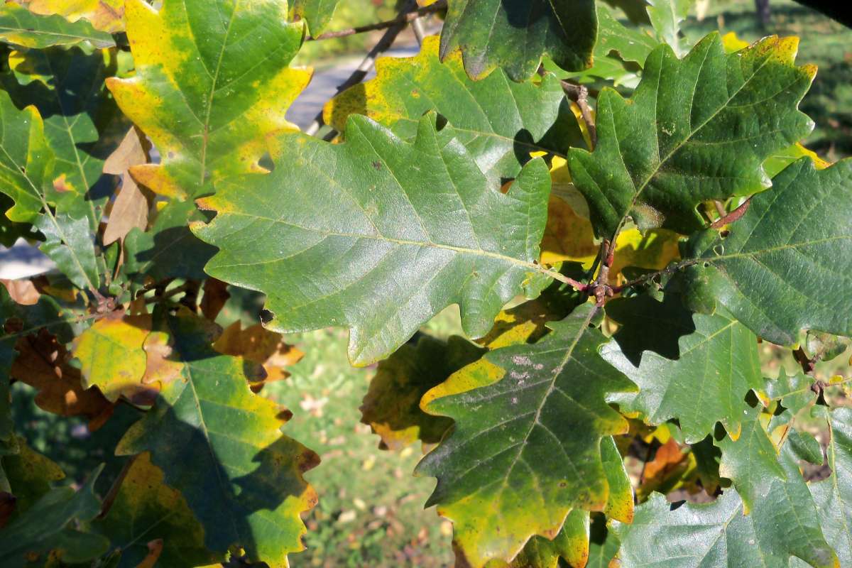 Leaves<br>(Location of Picture: Klehm Arboretum - Il. USA, Oct 2015)