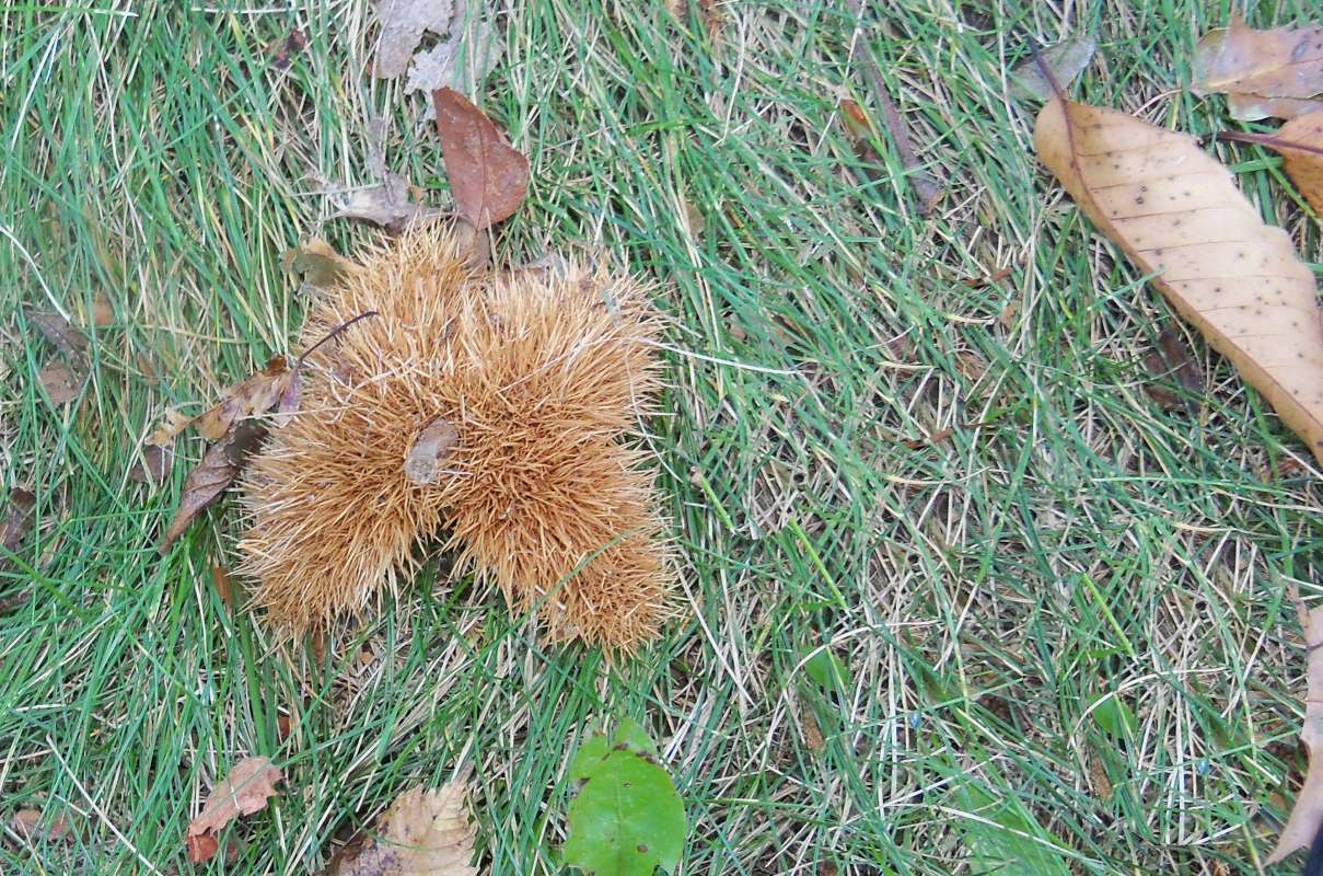 Open Husk, October<br>(Location of Picture: Klehm Arboretum - Il. USA, Oct 2015)