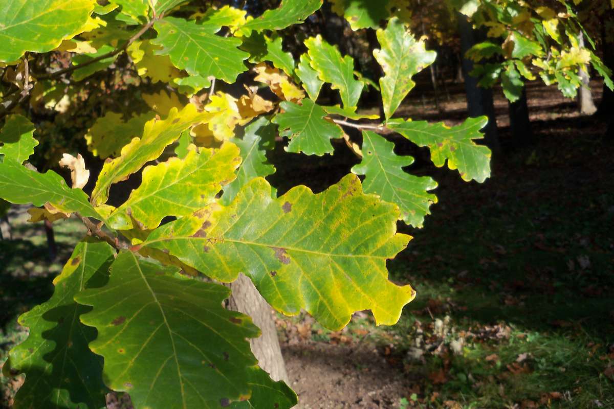 Leaves - Fall View<br>(Location of Picture: Klehm Arboretum - Il, USA Nov 1 '15)