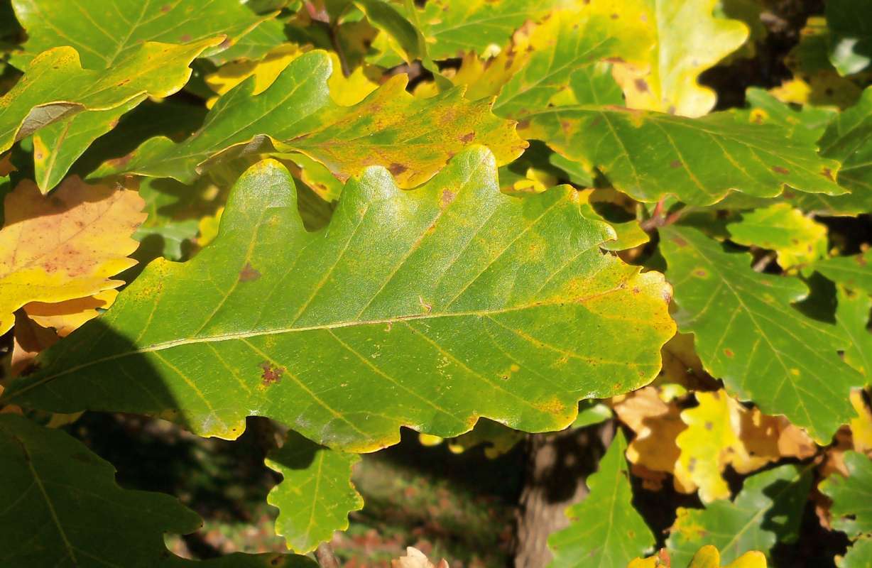Leaf - Dorsal - Fall View<br>(Location of Picture: Klehm Arboretum - Il, USA Nov 1 '15)