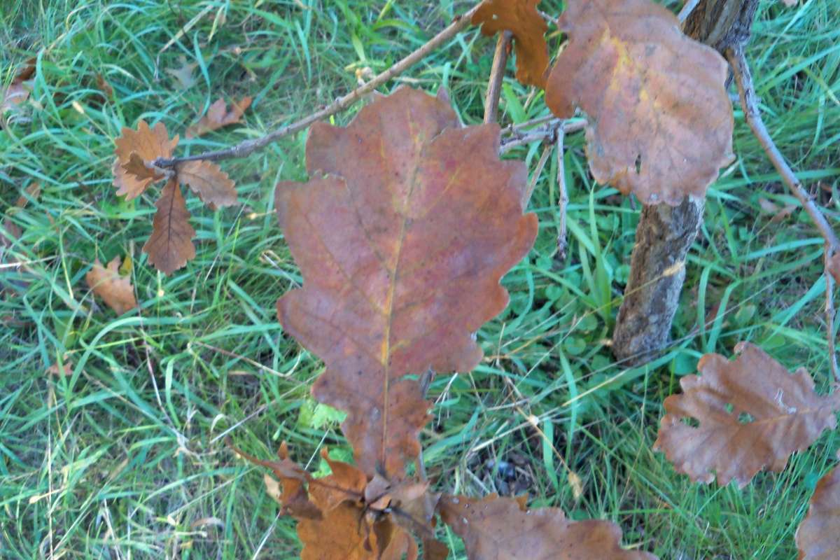 Leaf<br>(Location of Picture: Klehm Arboretum - Il, USA Nov 1 '15)