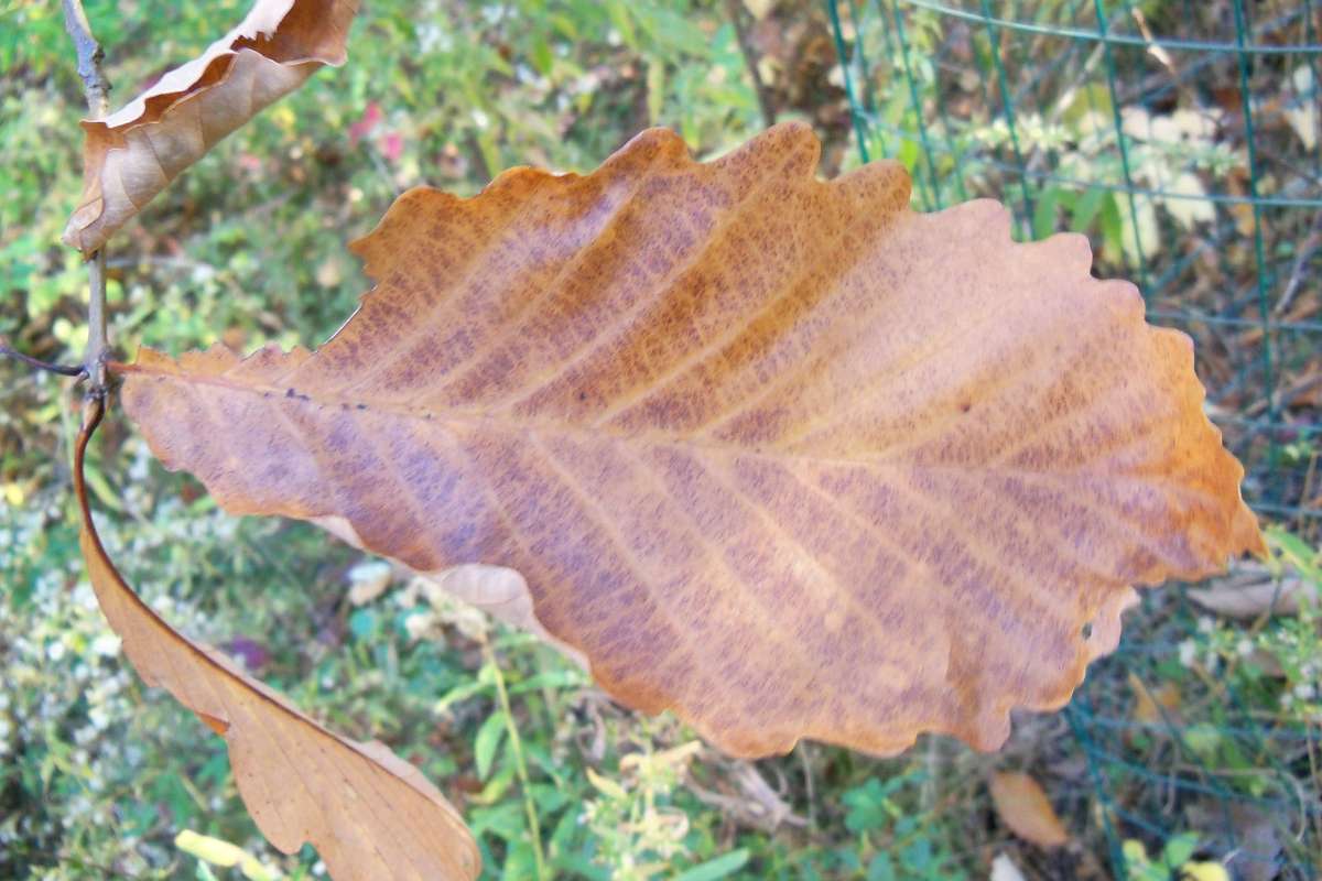 Leaf - Fall Dorsal View<br>(Location of Picture: Klehm Arboretum - Il, USA Nov 1 '15)