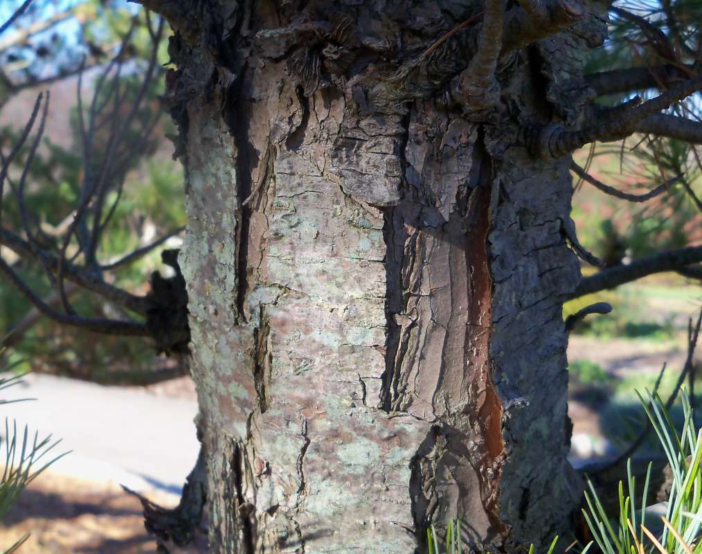 Trunk Bark<br>(Location of Picture: Klehm Arboretum - Il, USA Nov 1 '15)