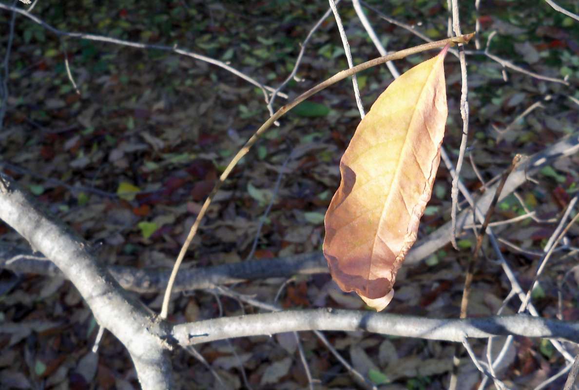 Fall Leaf<br>(Location of Picture: Klehm Arboretum - Il, USA Nov 1 '15)