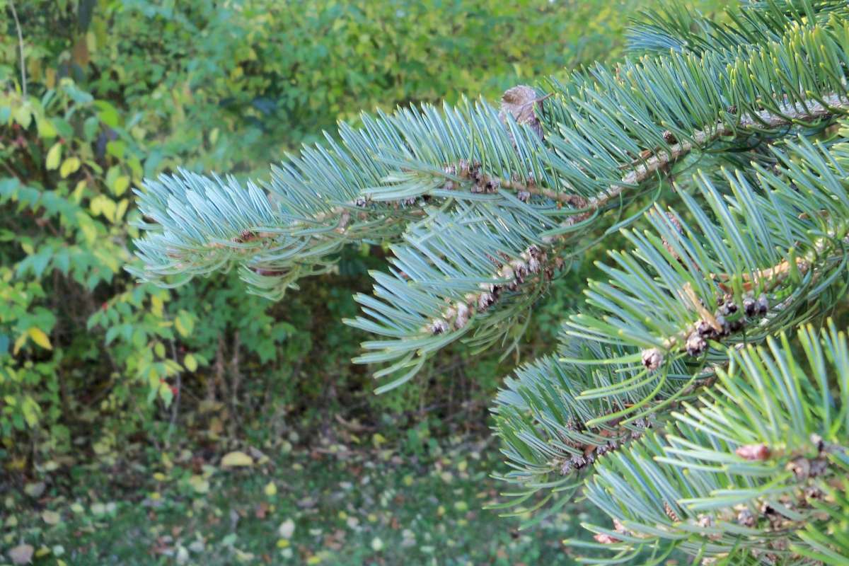Needles<br>(Location of Picture: Klehm Arboretum - Il, USA Nov 1 '15)