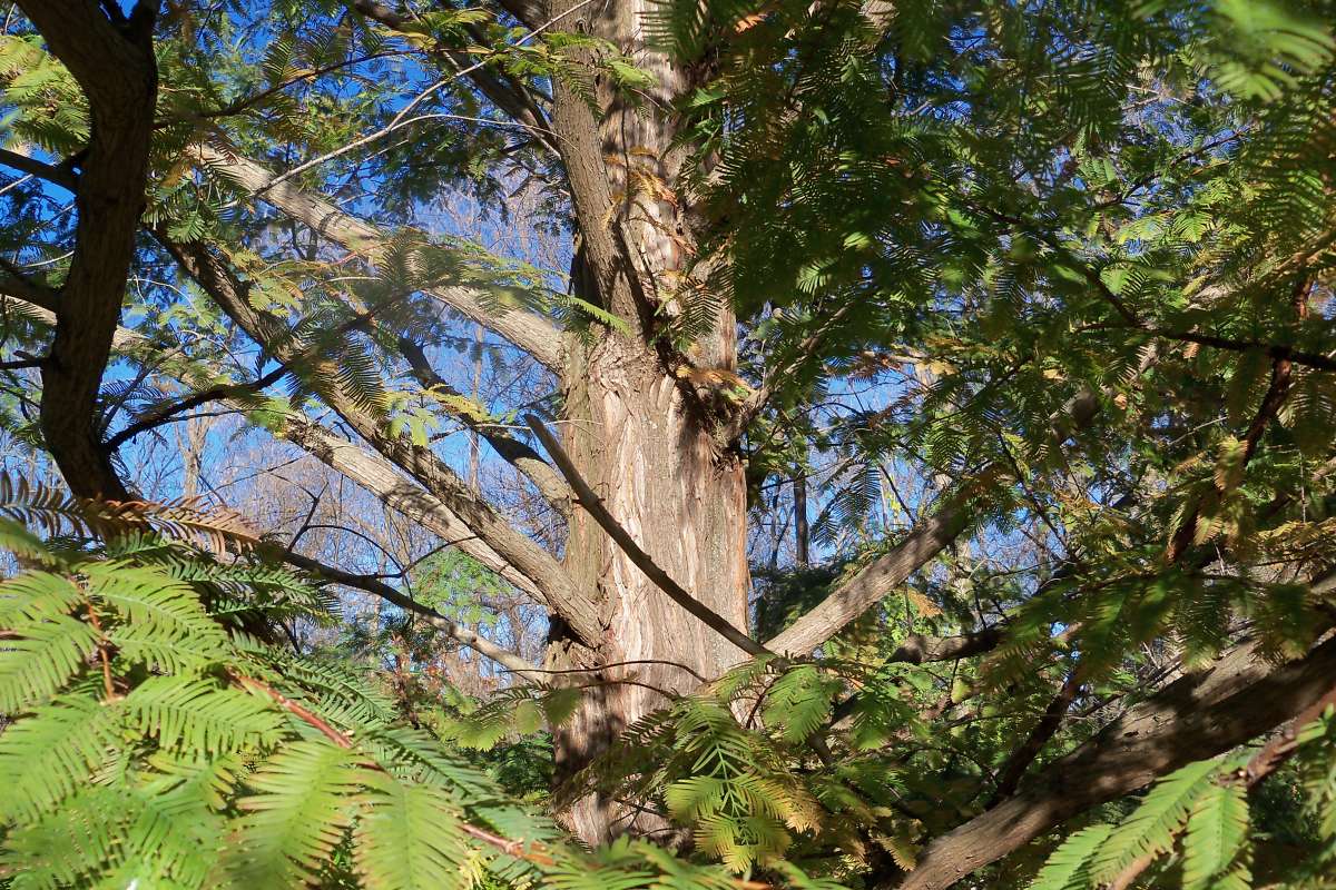 Mid Trunk<br>(Location of Picture: Klehm Arboretum - Il, USA Nov 1 '15)