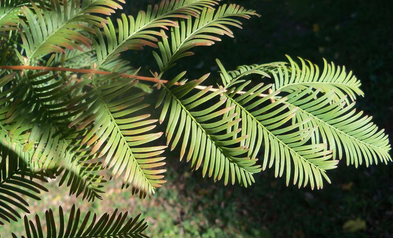 Needles - Clsoe View<br>(Location of Picture: Klehm Arboretum - Il, USA Nov 1 '15)