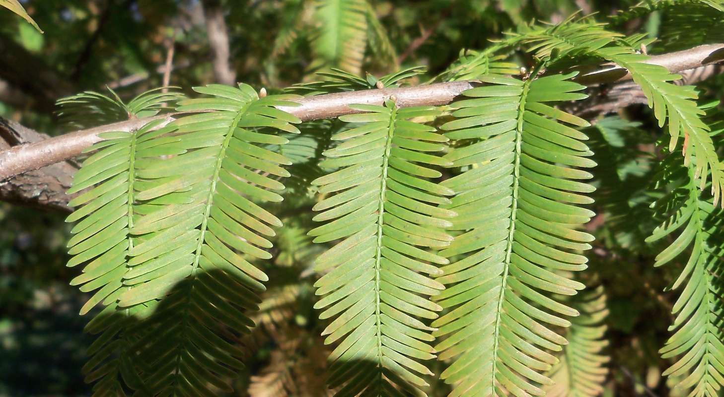Twig<br>(Location of Picture: Klehm Arboretum - Il, USA Nov 1 '15)