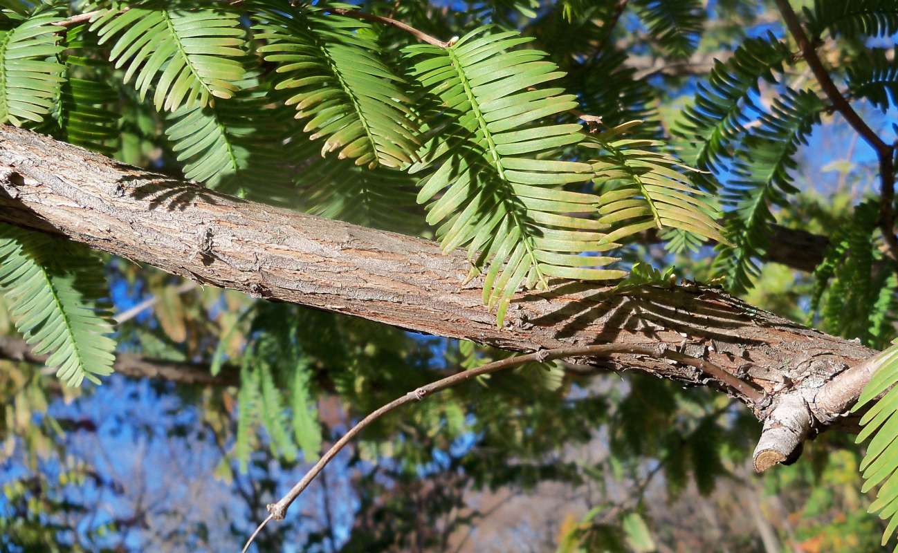 Limb<br>(Location of Picture: Klehm Arboretum - Il, USA Nov 1 '15)