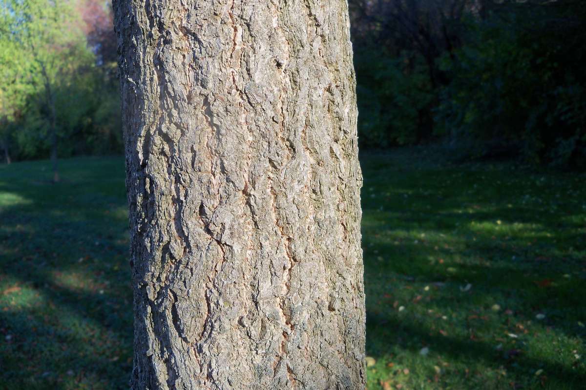 Tree Trunk<br>(Location of Picture: Klehm Arboretum - Il, USA Nov 1 '15)