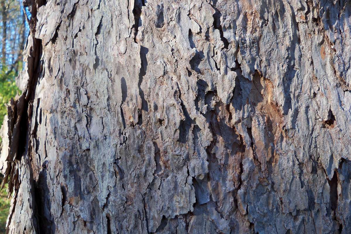 Trunk (Bark)<br>(Location of Picture: Klehm Arboretum - Il, USA Nov 1 '15)