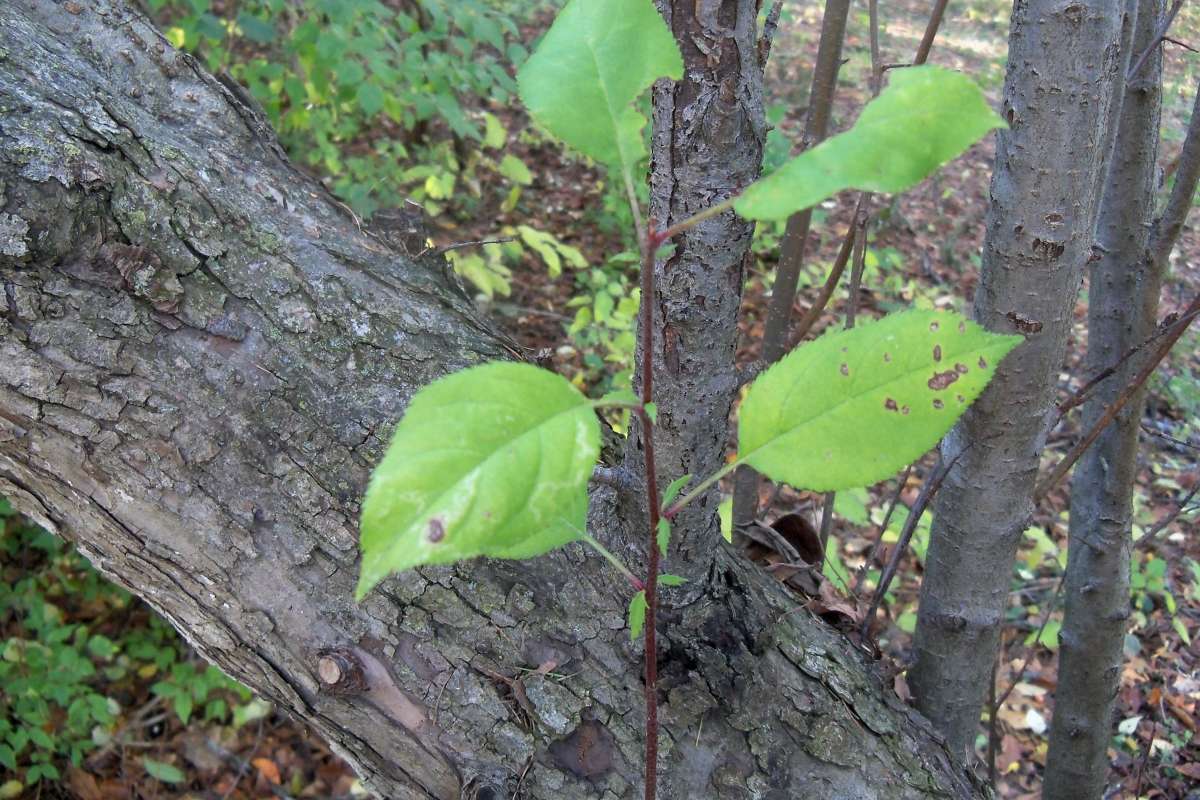 Leaves and Twig<br>(Location of Picture: Klehm Arboretum - Il, USA Nov 1 '15)