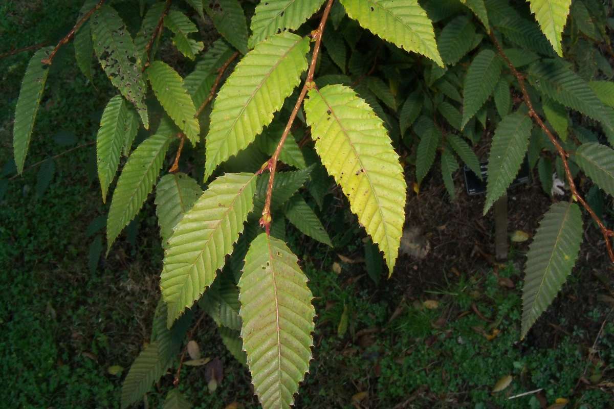 Twig<br>(Location of Picture: Klehm Arboretum - Il, USA Nov 1 '15)