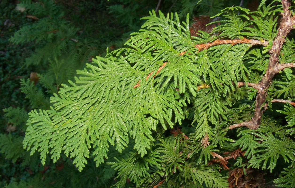 Twig<br>(Location of Picture: Klehm Arboretum - Il, USA Nov 1 '15)