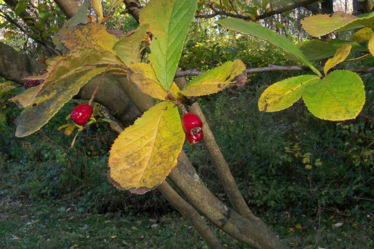 Leaves<br>(Location of Picture: Klehm Arboretum - Il, USA Nov 1 '15)