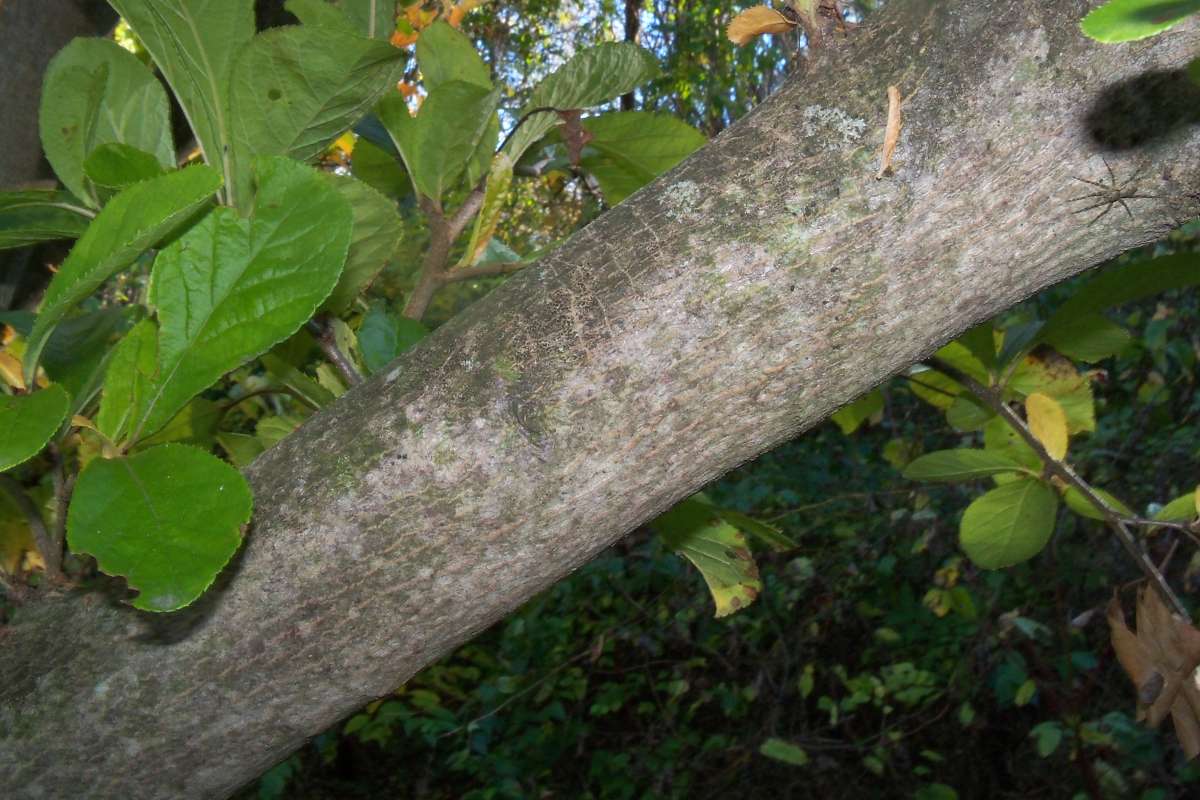 Limb<br>(Location of Picture: Klehm Arboretum - Il, USA Nov 1 '15)