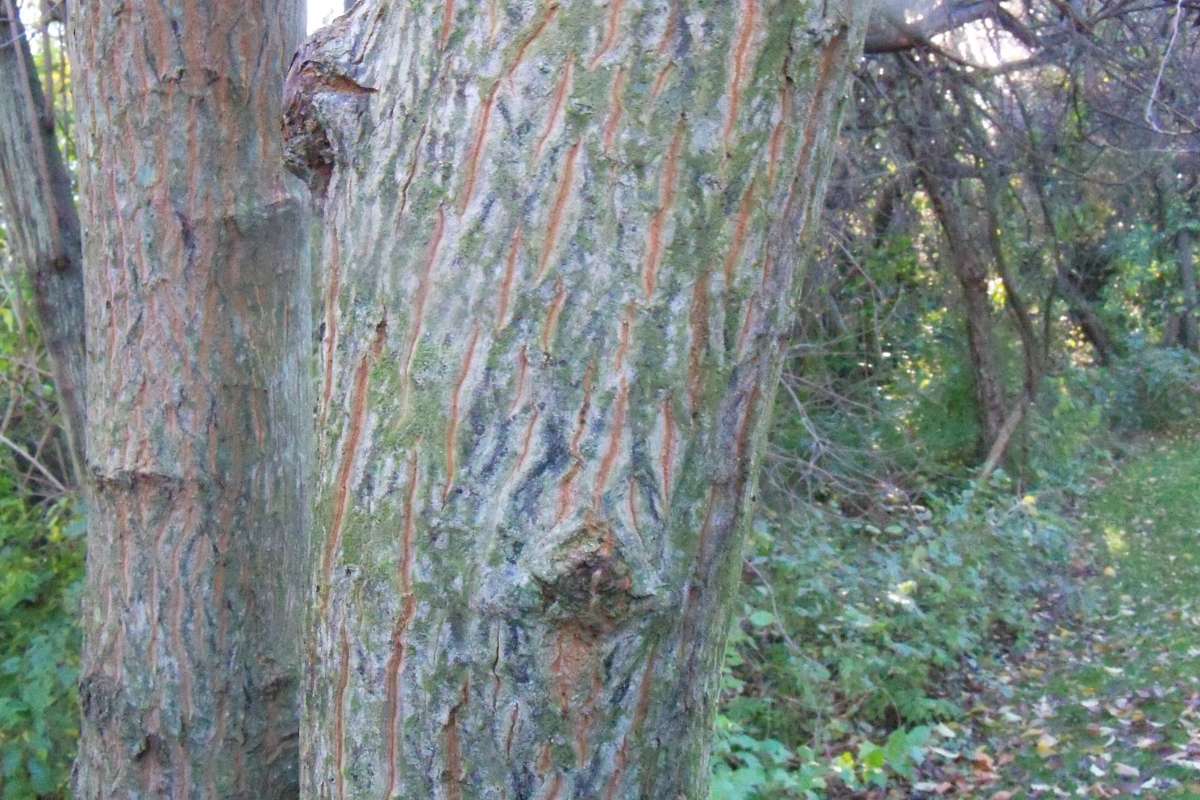 Bark<br>(Location of Picture: Klehm Arboretum - Il, USA Nov 1 '15)