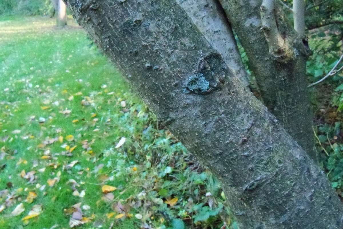 Trunk<br>(Location of Picture: Klehm Arboretum - Il, USA Nov 1 '15)