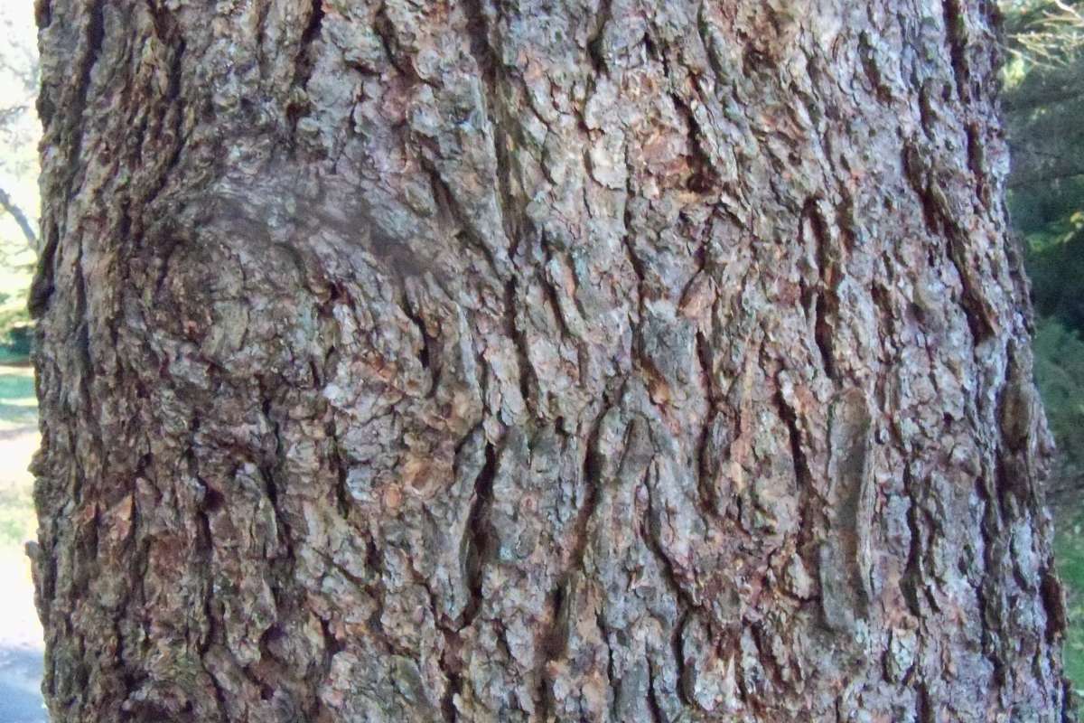 Bark<br>(Location of Picture: Klehm Arboretum - Il, USA Nov 1 '15)