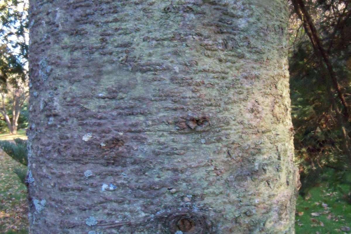 Trunk<br>(Location of Picture: Klehm Arboretum - Il, USA Nov 1 '15)