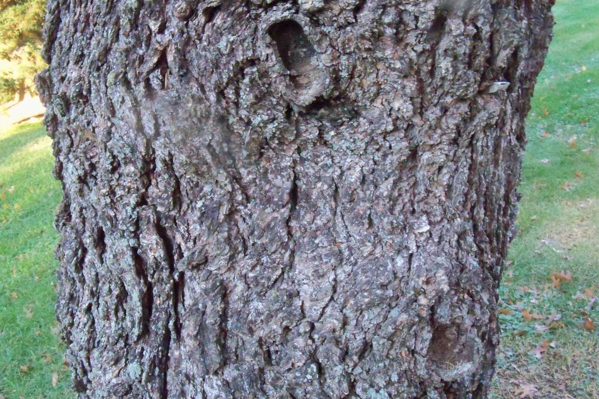 Bark<br>(Location of Picture: Klehm Arboretum - Il, USA Nov 1 '15)