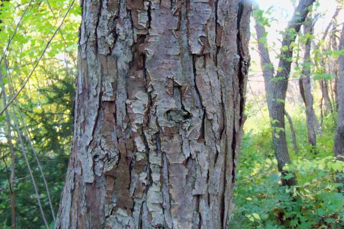 Trunk<br>(Location of Picture: Klehm Arboretum - Il, USA Nov 1 '15)