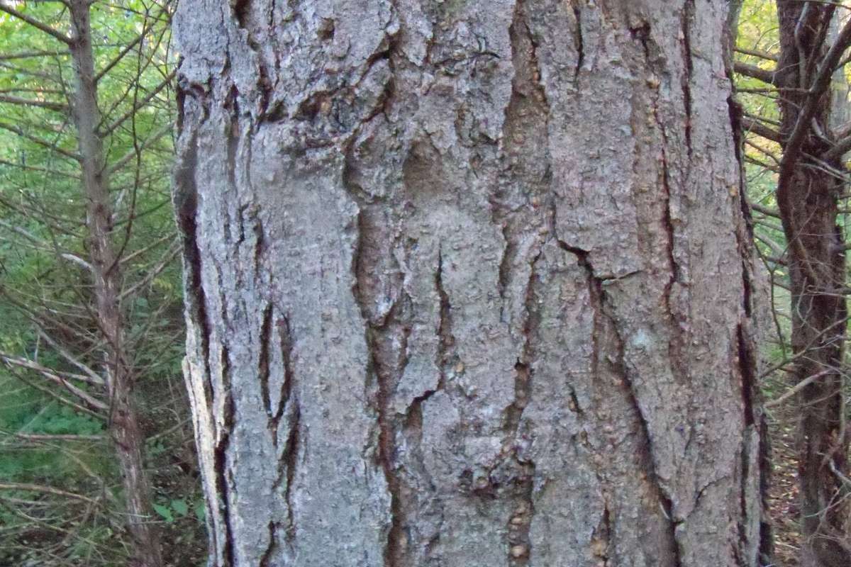 Bark<br>(Location of Picture: Klehm Arboretum - Il, USA Nov 1 '15)