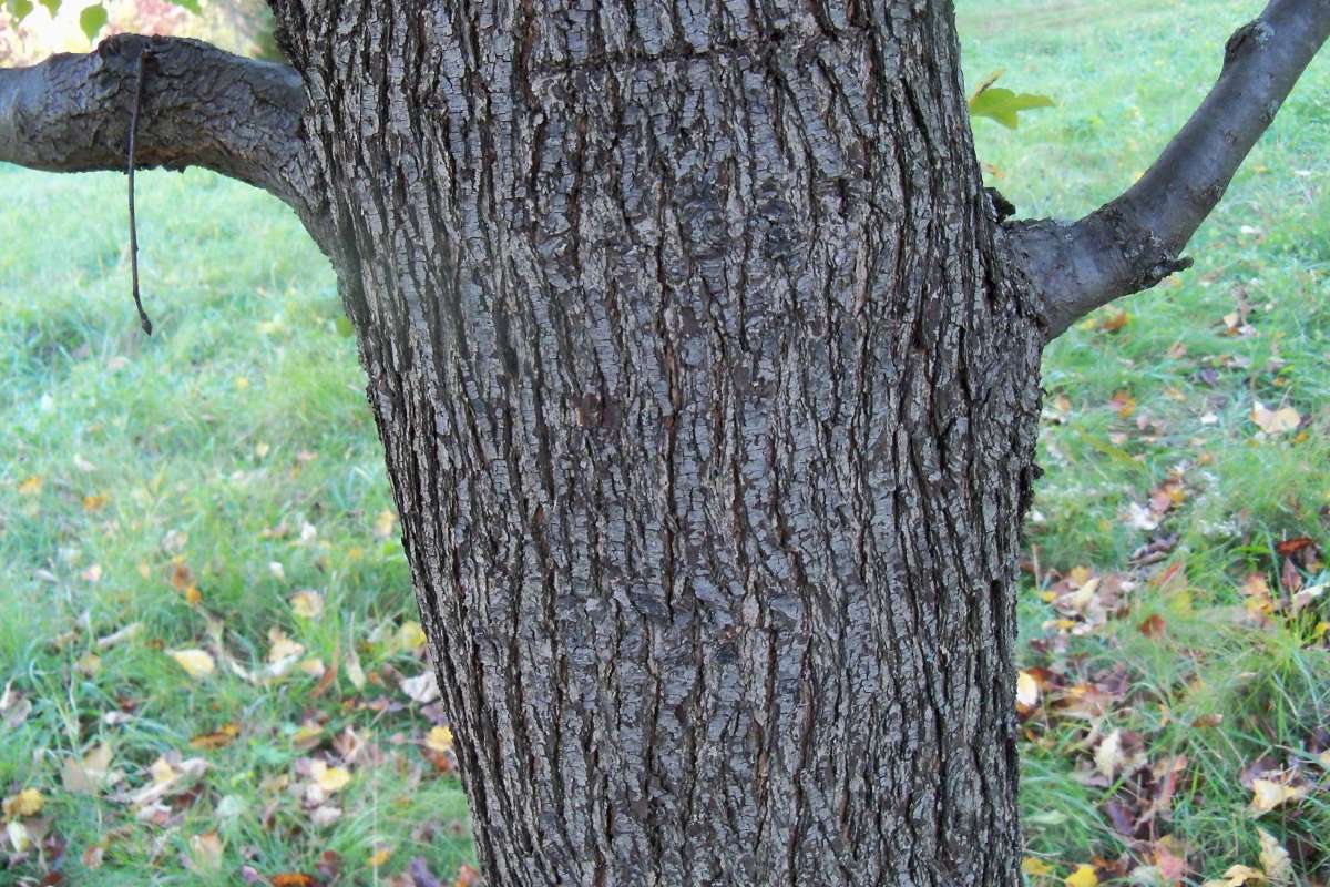 Bark<br>(Location of Picture: Klehm Arboretum - Il, USA Nov 1 '15)