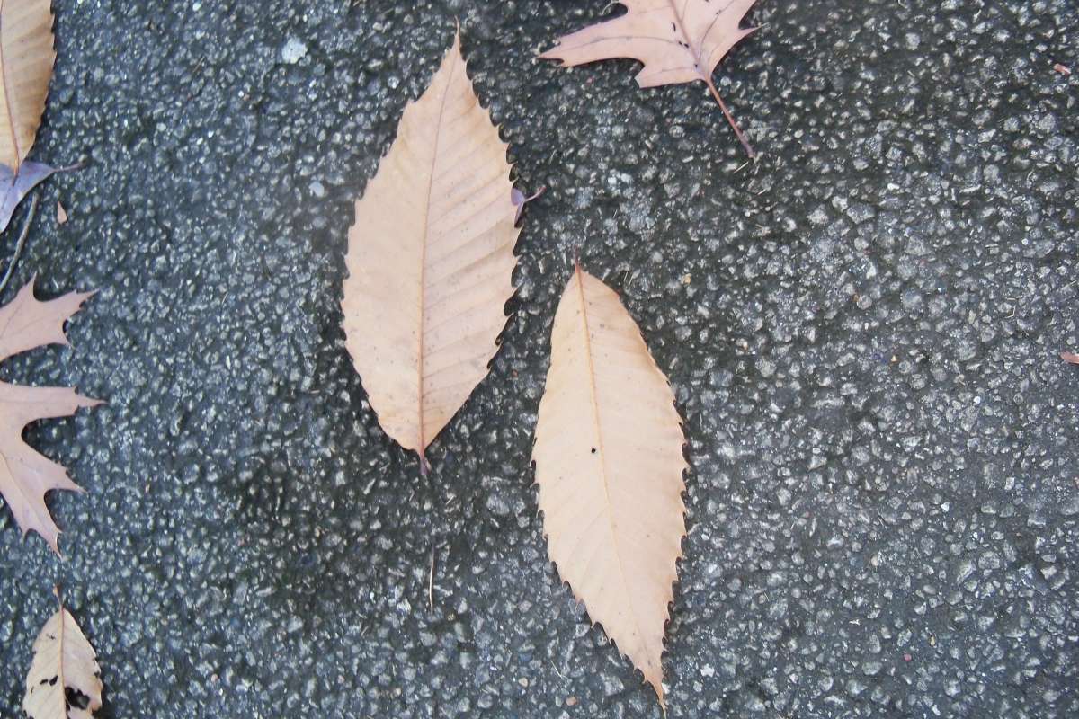 Fall Leaves - Ventral on Left<br>(Location of Picture: Klehm Arboretum - Il, USA Nov 1 '15)