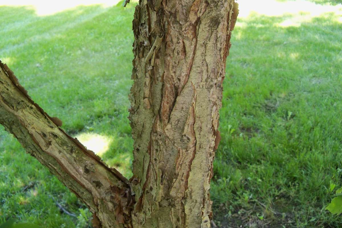 Trunk<br>(Location of Picture: Klehm Arb., Illinois, June 2, 2016)