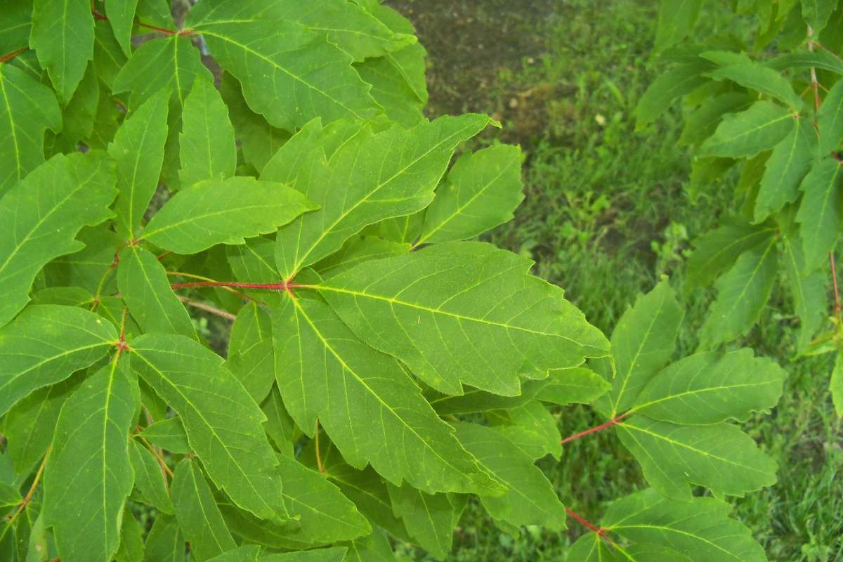 Leaves<br>(Location of Picture: Klehm Arb., Illinois, June 2, 2016)