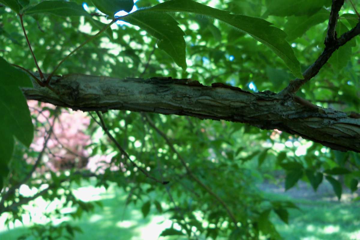 Branch<br>(Location of Picture: Klehm Arb., Illinois, June 2, 2016)