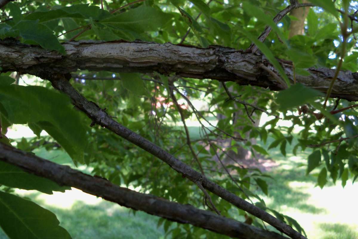 Branches<br>(Location of Picture: Klehm Arb., Illinois, June 2, 2016)