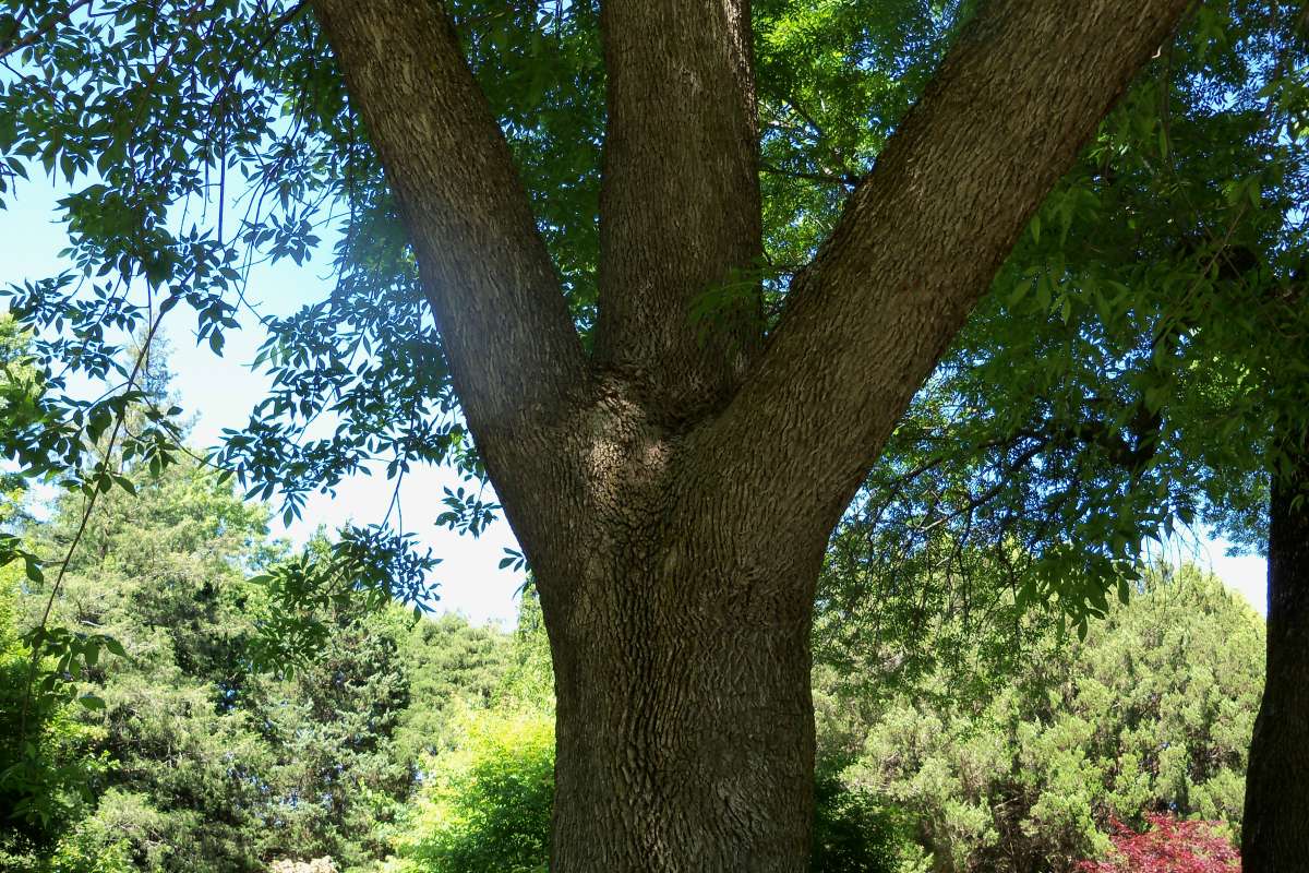 Bark - Giant Tree<br>(Location of Picture: Klehm Arb., Illinois, June 2, 2016)